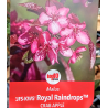 Malus ROYAL RAINDROPS