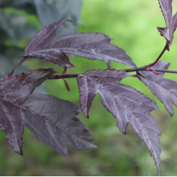 Malus ROYAL RAINDROPS
