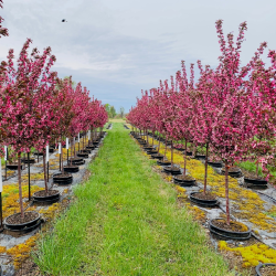 Malus ROYAL RAINDROPS