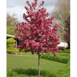 Malus ROYAL RAINDROPS