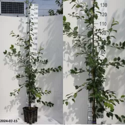 Gausiažiedė obelis - Malus floribunda