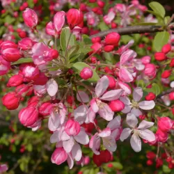Showy Crabapple - Malus floribunda