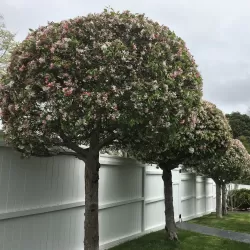 Showy Crabapple - Malus floribunda