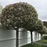 Gausiažiedė obelis - Malus floribunda