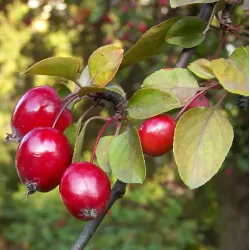 Gausiažiedė obelis - Malus floribunda