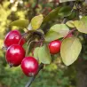 Gausiažiedė obelis - Malus floribunda