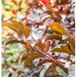 Malus VEITCHS SCARLET