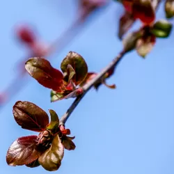 Malus VEITCHS SCARLET
