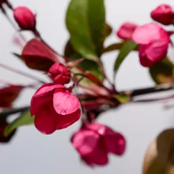 Malus VEITCHS SCARLET