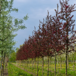 Obelų sodinukai internetu su pristatymu į namus