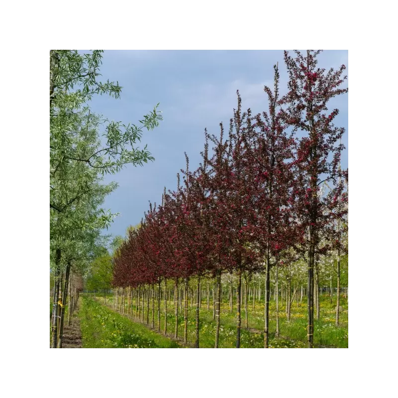 Malus VEITCHS SCARLET