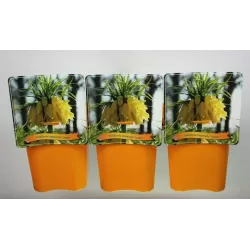 Imperatoriškoji margutė - Fritillaria imperalis LUTEA