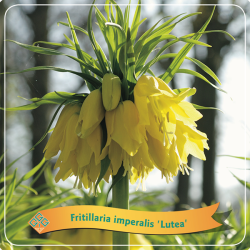 Fritillaria imperalis LUTEA