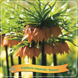 Fritillaria imperalis BRONZE