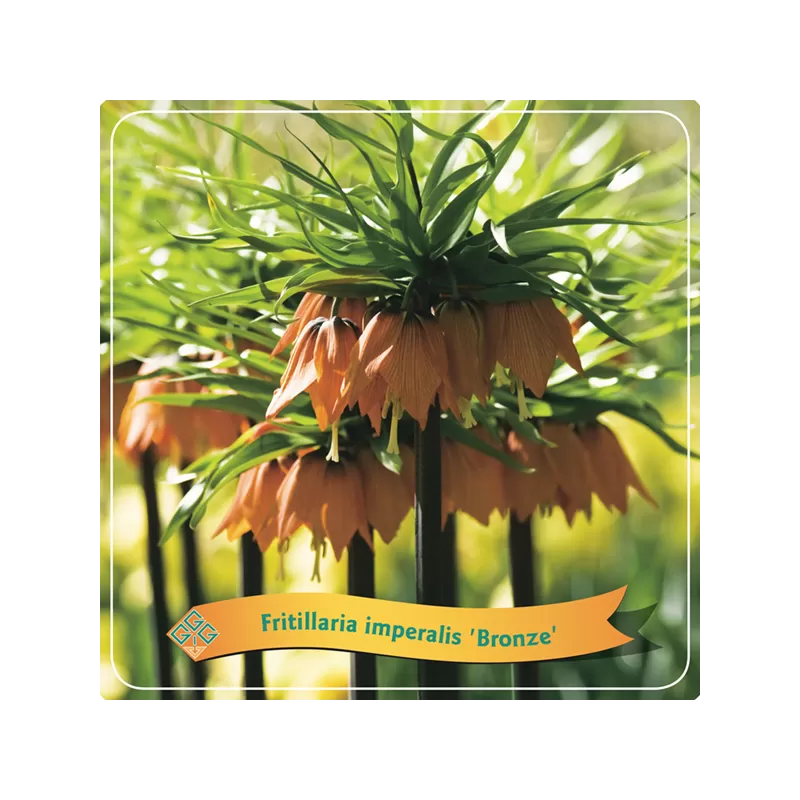 Imperatoriškoji margutė - Fritillaria imperalis BRONZE