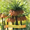 Fritillaria imperalis BRONZE
