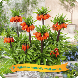 Fritillaria imperalis WILLIAM REX