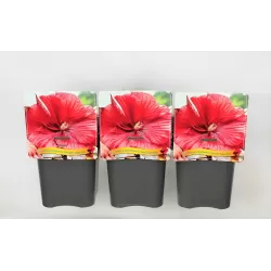 Hibiskas - Hibiscus Carousel ® GEANT RED