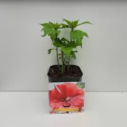 Hibiskas - Hibiscus Carousel ® GEANT RED