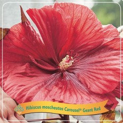 Hibiskas - Hibiscus Carousel ® GEANT RED