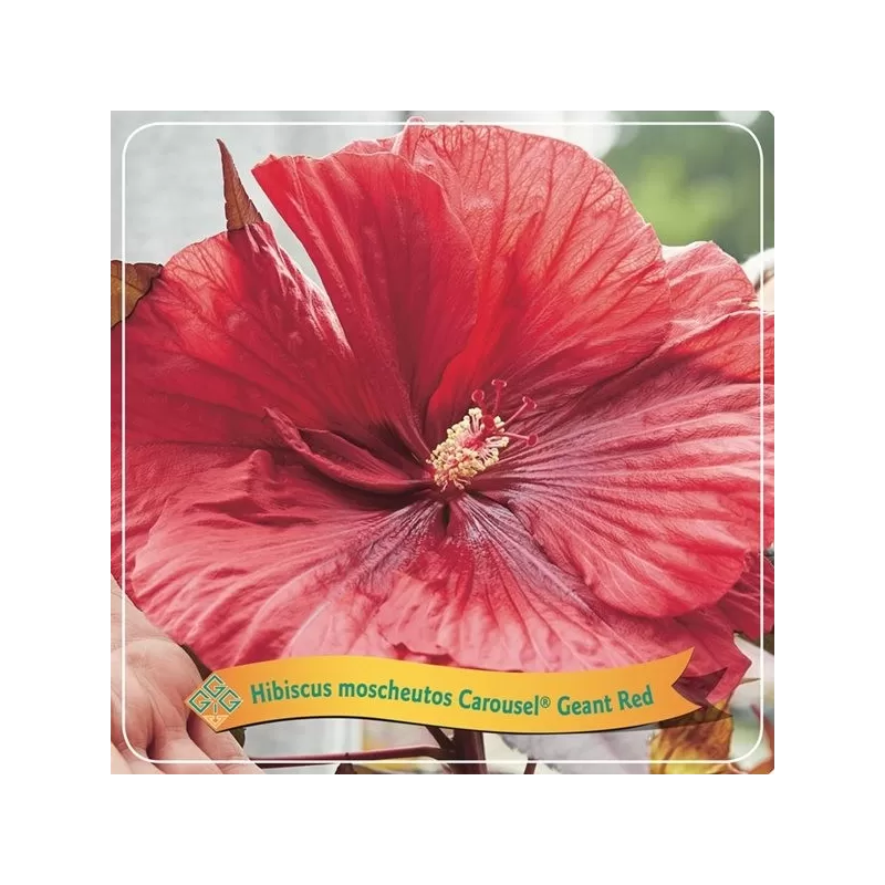 Hibiskas - Hibiscus Carousel ® GEANT RED