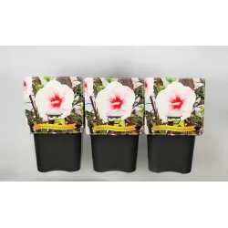 Hibiskas - Hibiscus Carousel ® PINK CANDY