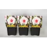 Hibiskas - Hibiscus Carousel ® PINK CANDY