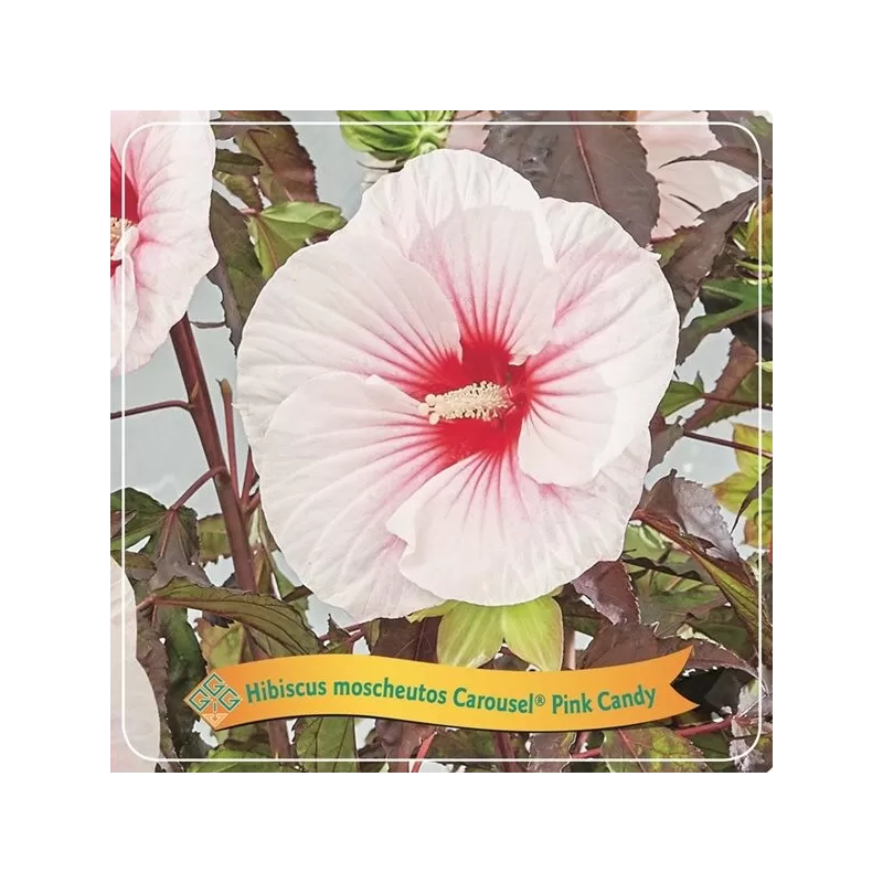 Hibiskas - Hibiscus Carousel ® PINK CANDY