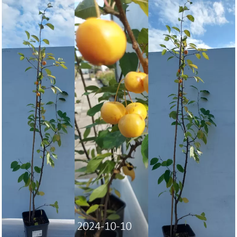 Malus x zumi GOLDEN HORNET
