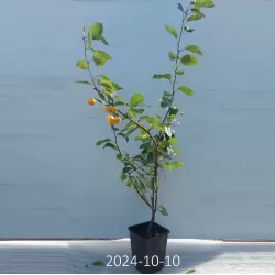 Malus x zumi GOLDEN HORNET