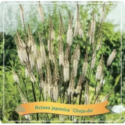 Juodžolė (blakėžudė) - Actaea (cimicifuga) simplex JEJU-DO