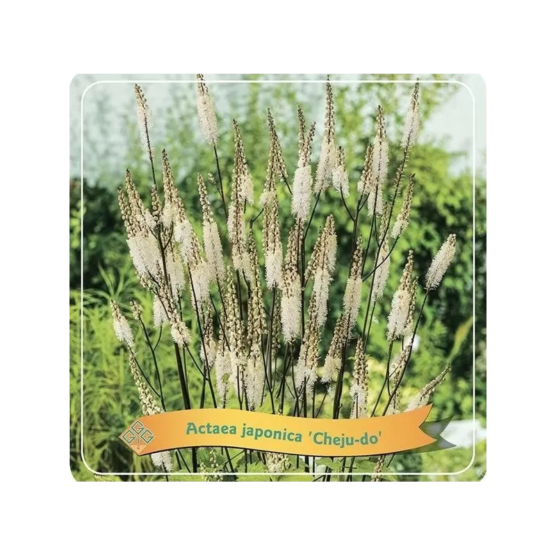 Blakėžudė - Cimicifuga ramosa Brunette