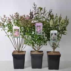 Syringa prestoniae MISS CANADA