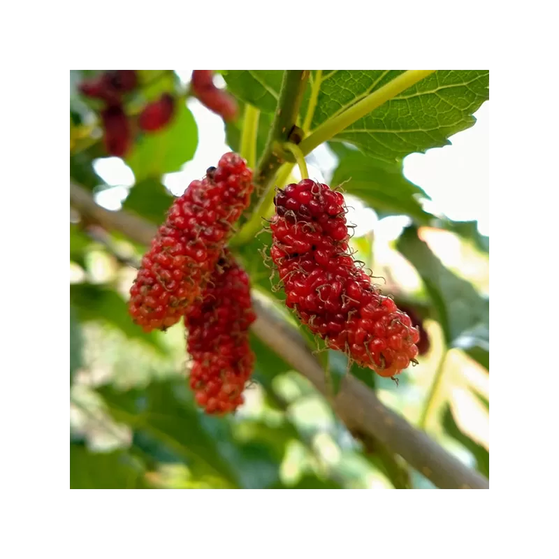 Juodasis šilkmedis su pristatymu į namus