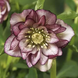 Čėras - Helleborus Double Ellen® PICOTEE