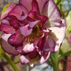 Čėras - Helleborus Double Ellen® PICOTEE