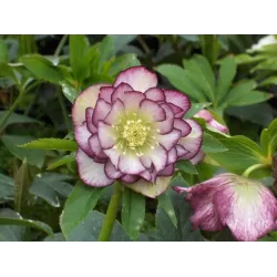 Čėras - Helleborus Double Ellen® PICOTEE
