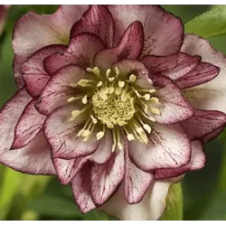 Čėras - Helleborus Double Ellen® PICOTEE