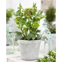 Čėras - Helleborus Double Ellen® GREEN