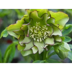 Čėras - Helleborus Double Ellen® GREEN