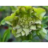 Čėras - Helleborus Double Ellen® GREEN