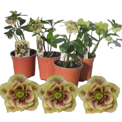 Eleboras - Helleborus Double Ellen YELLOW MIXTURE