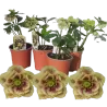 Eleboras - Helleborus Double Ellen YELLOW MIXTURE