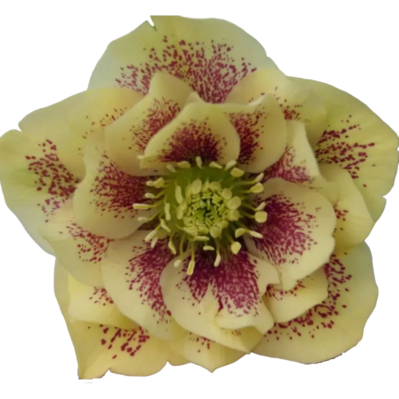 Helleborus Double Ellen YELLOW MIXTURE
