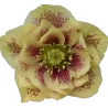 Eleboras - Helleborus Double Ellen YELLOW MIXTURE