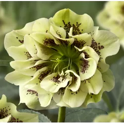Eleboras - Helleborus Double Ellen YELLOW MIXTURE