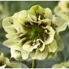 Helleborus Double Ellen YELLOW MIXTURE