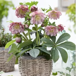 Helleborus Double Ellen PICOTEE SHADES