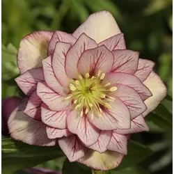 Eleboras - Helleborus Double Ellen PICOTEE / Picotee shades