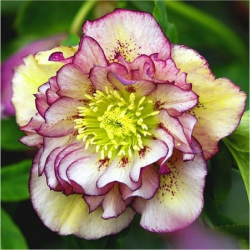 Eleboras - Helleborus Double Ellen PICOTEE / Picotee shades